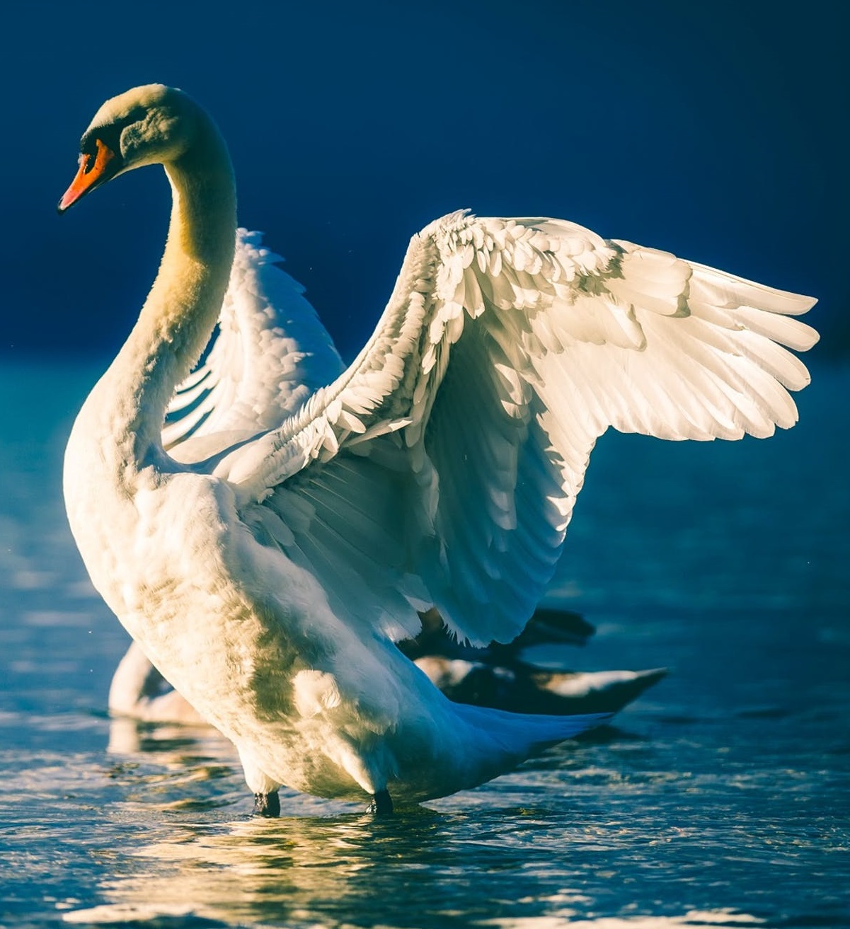 photo of swan landing
