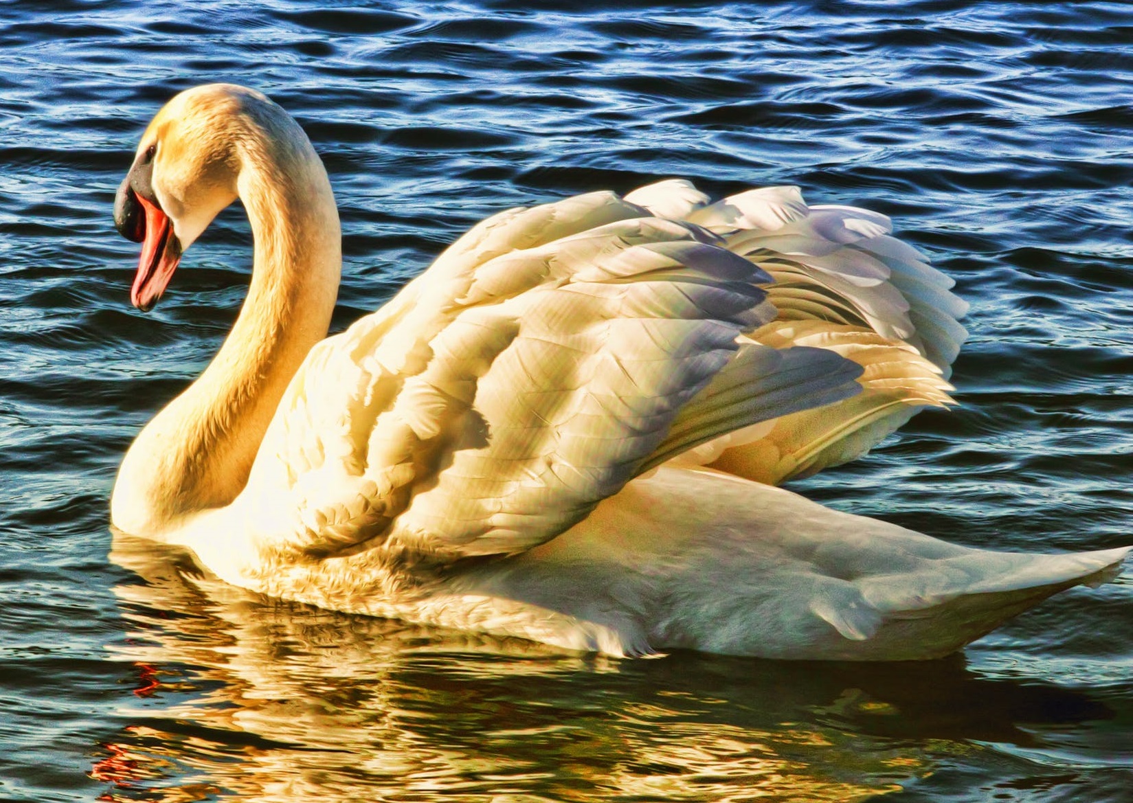 swan swimming