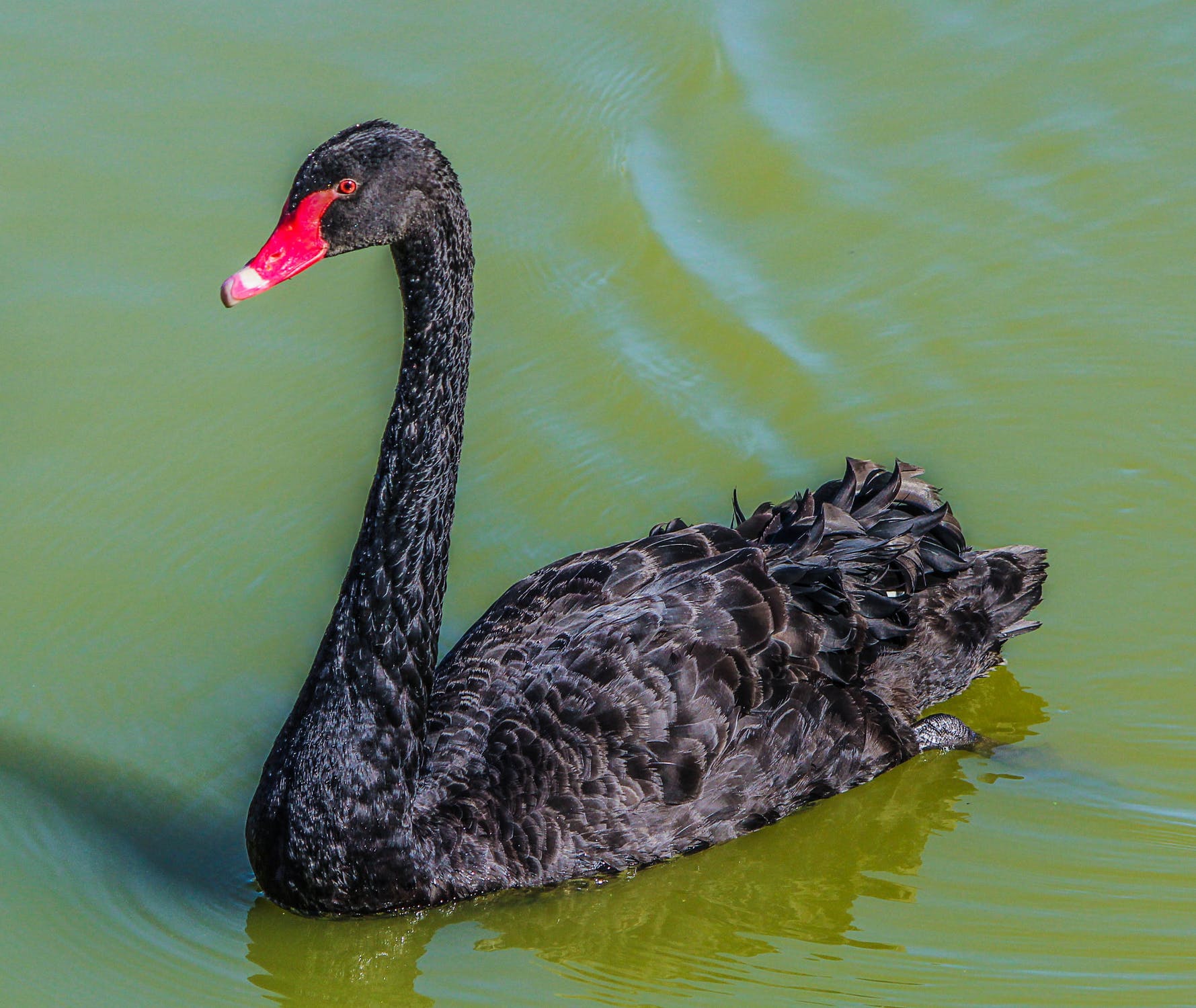 photo of black swan