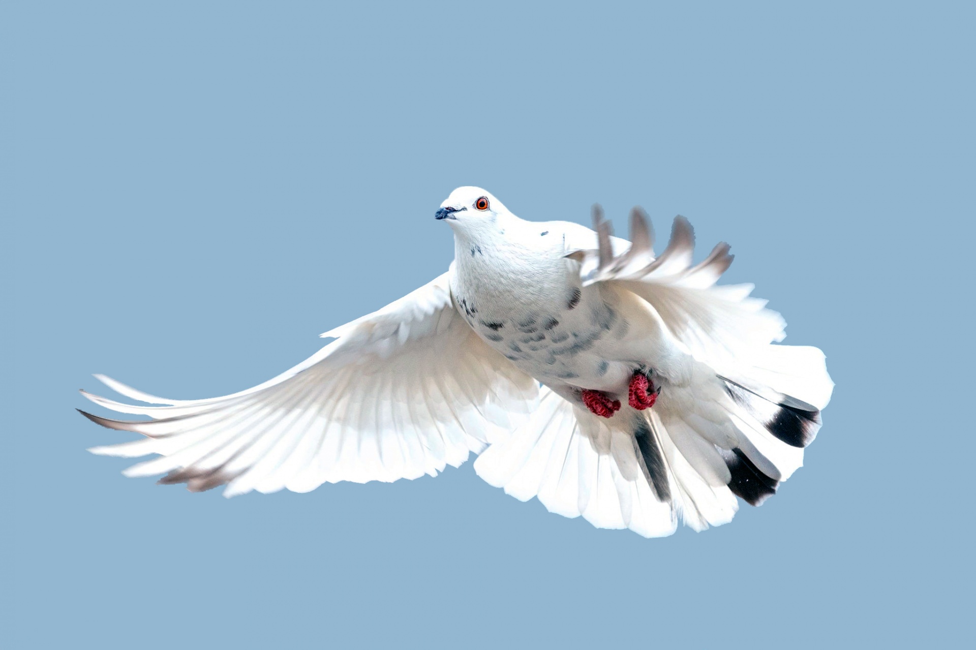 flying dove