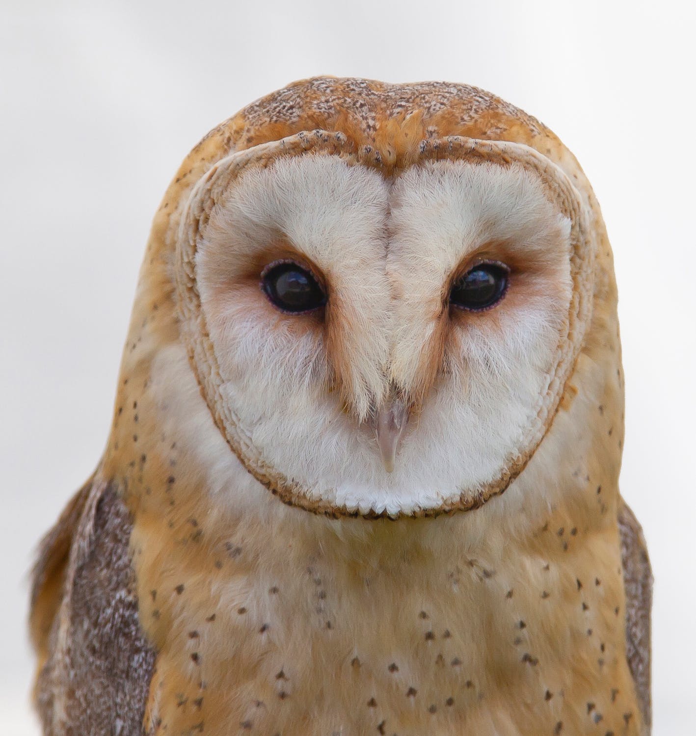 barn owl