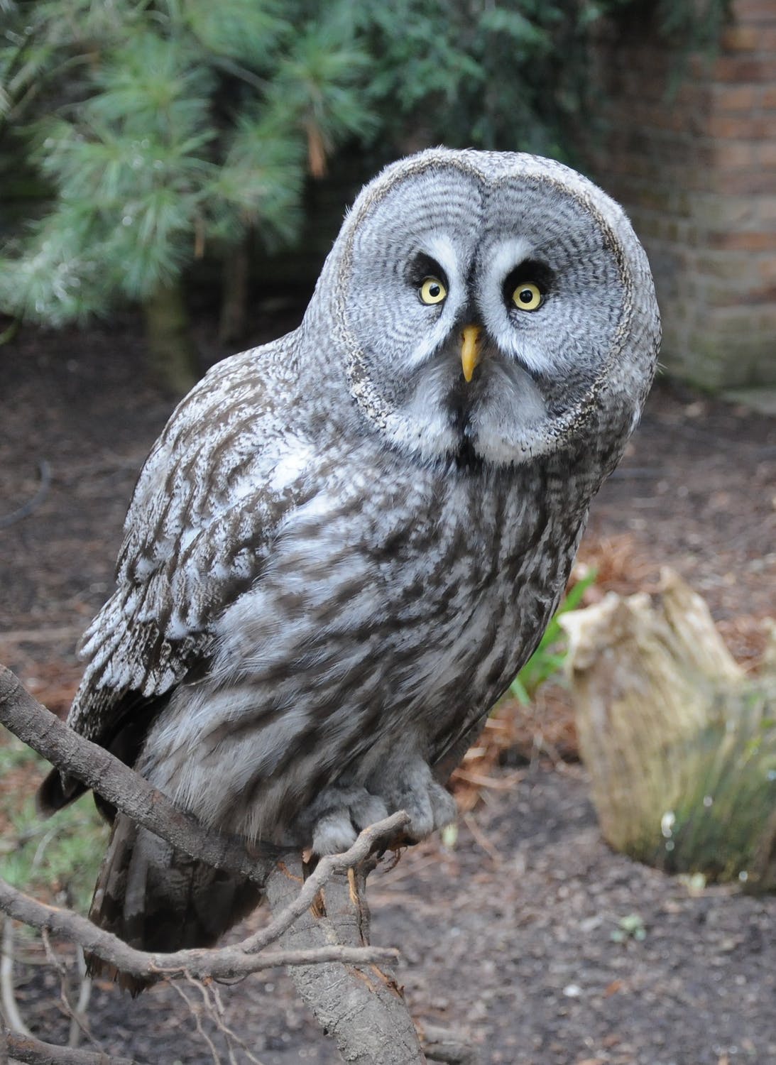 grey owl