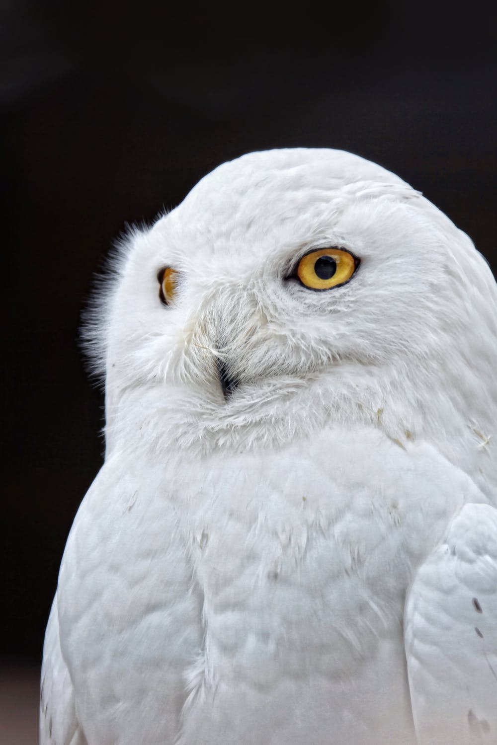 snowy owl