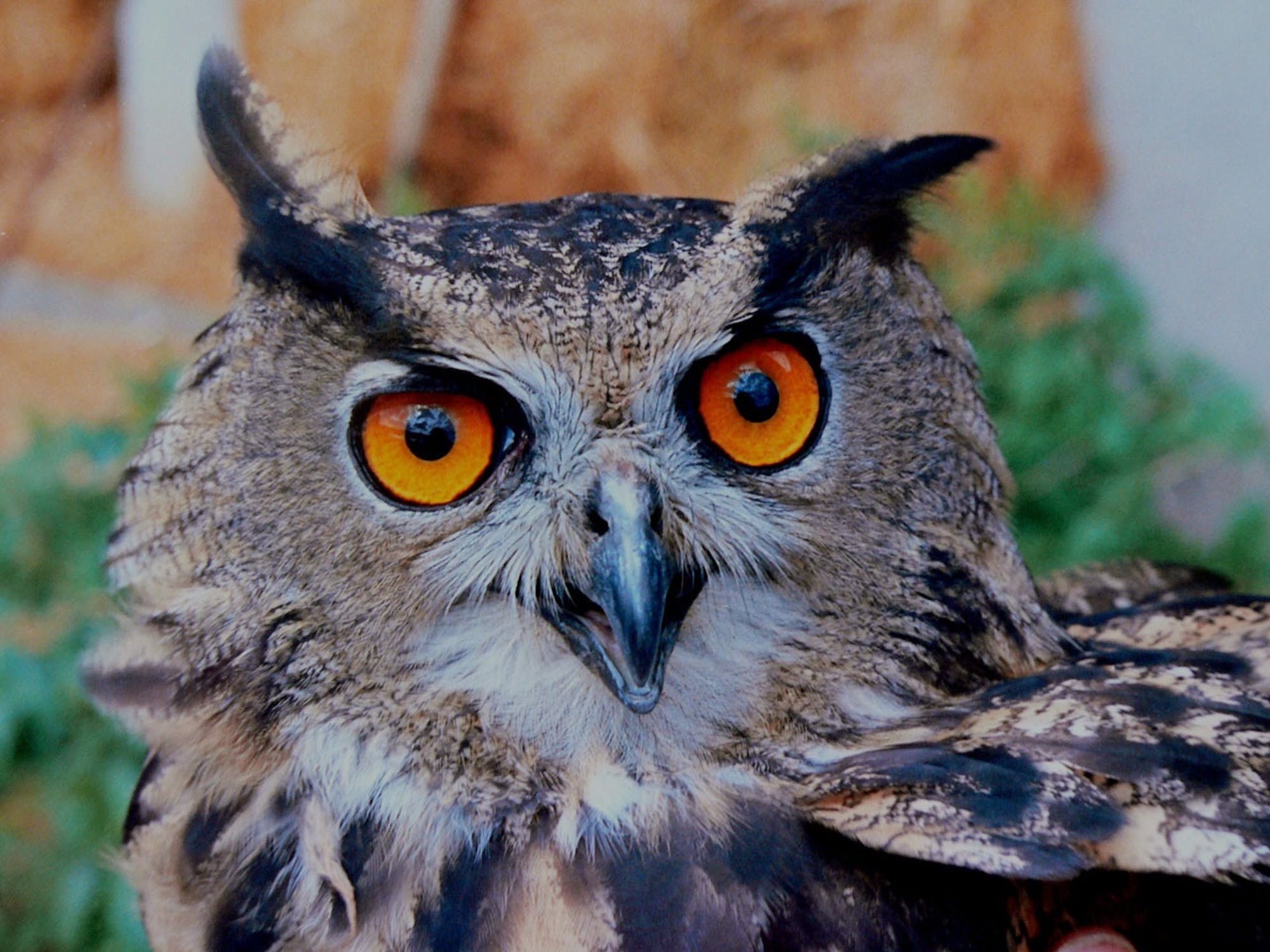 horned owl