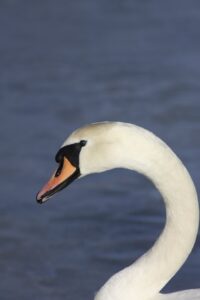 photo of swan's head